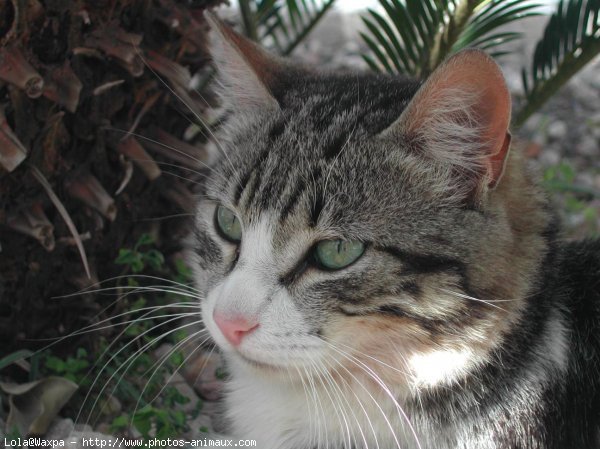 Photo de Chat domestique