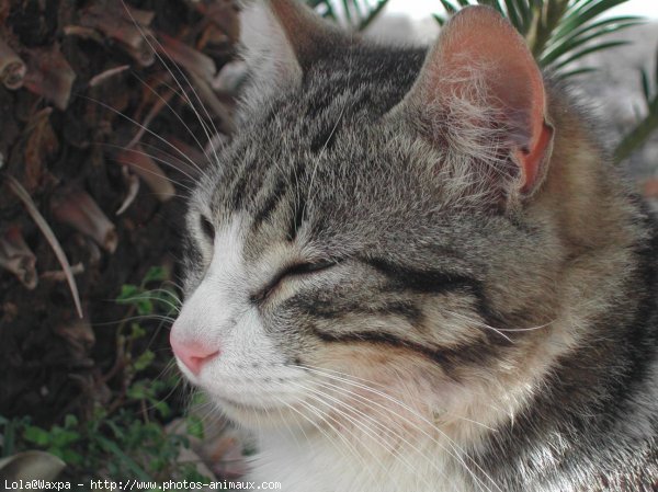 Photo de Chat domestique