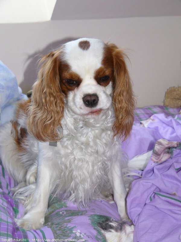 Photo de Cavalier king charles spaniel