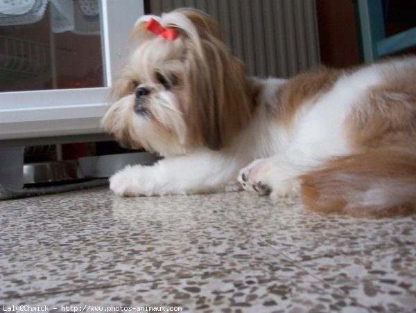 Photo de Shih tzu