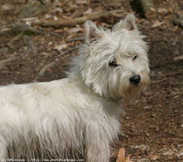 Photo de West highland white terrier