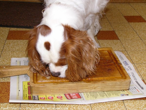 Photo de Cavalier king charles spaniel