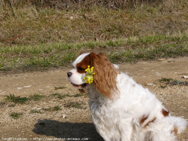 Photo de Cavalier king charles spaniel