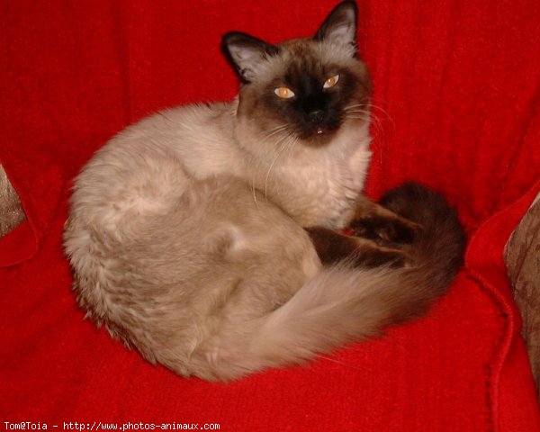 Photo de Sacr de birmanie