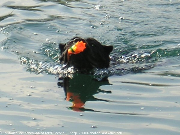 Photo de Chien de cour italien