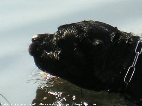 Photo de Chien de cour italien