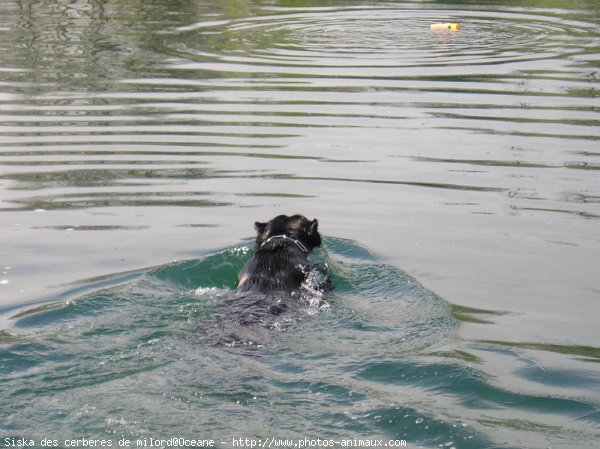 Photo de Chien de cour italien