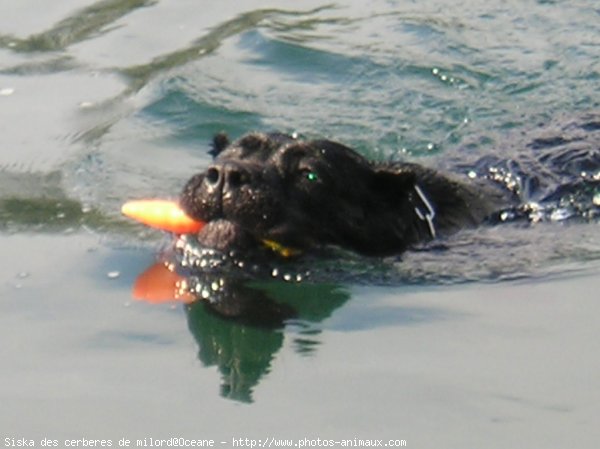 Photo de Chien de cour italien