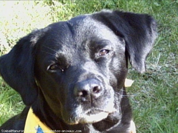 Photo de Labrador retriever