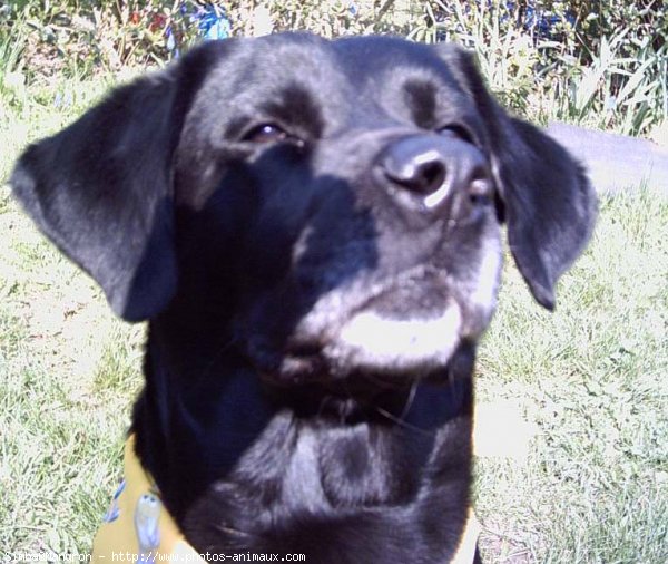 Photo de Labrador retriever