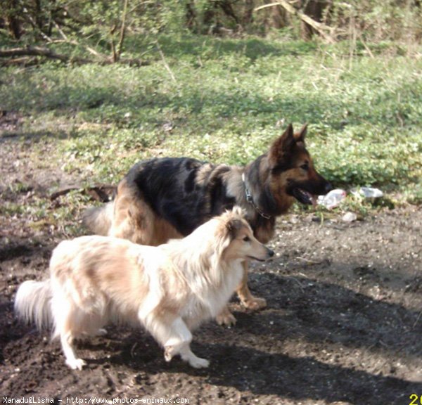 Photo de Chien de berger des shetland