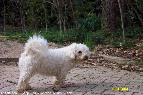 Photo de Bichon  poil fris