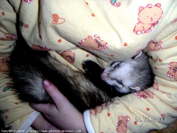 Photo de Furet