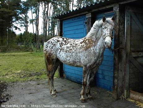 Photo d'Appaloosa