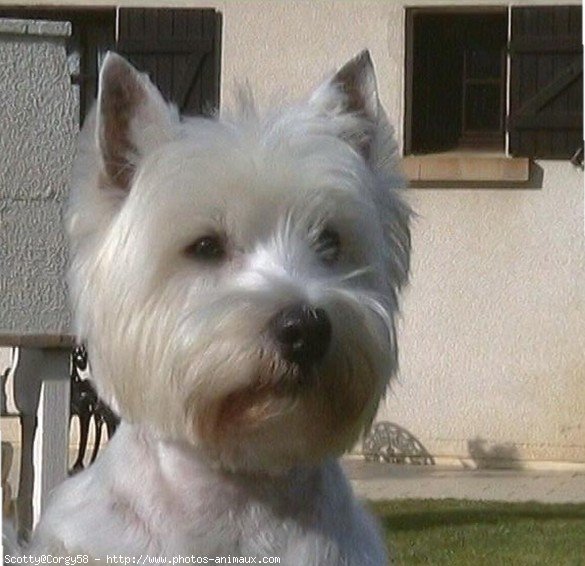 Photo de West highland white terrier