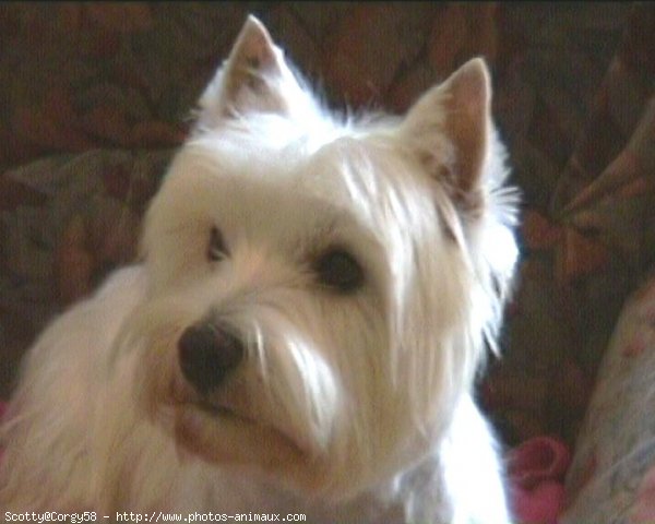 Photo de West highland white terrier