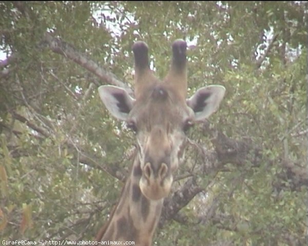 Photo de Girafe