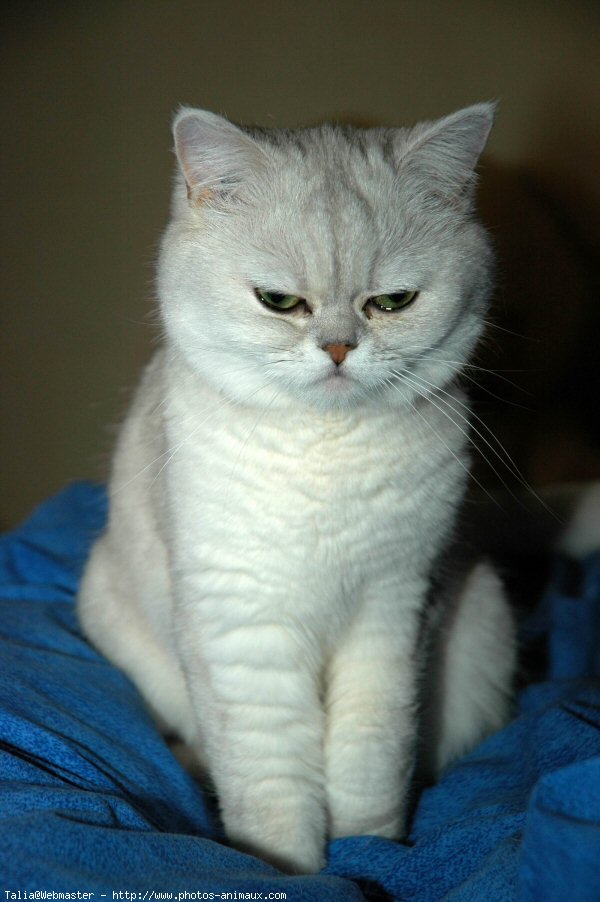 Photo d'Exotic shorthair