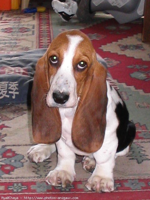 Photo de Basset hound