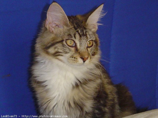 Photo de Maine coon