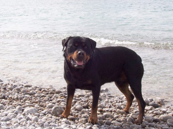 Photo de Rottweiler