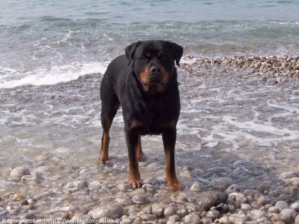 Photo de Rottweiler