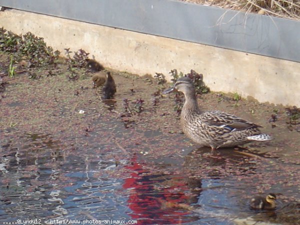 Photo de Canard