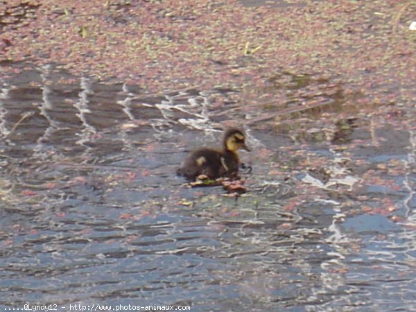 Photo de Canard