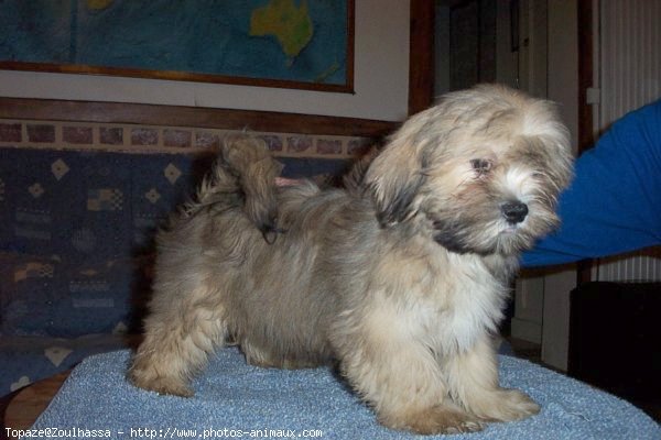 Photo de Lhassa apso