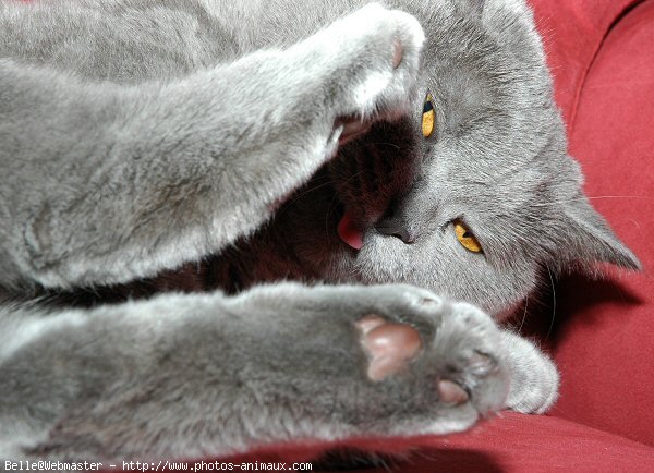 Photo de British shorthair