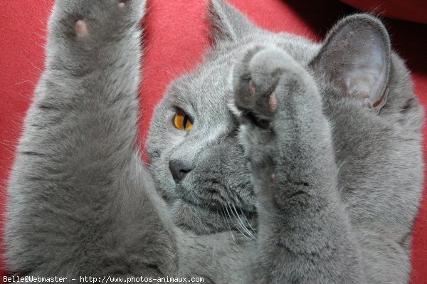 Photo de British shorthair