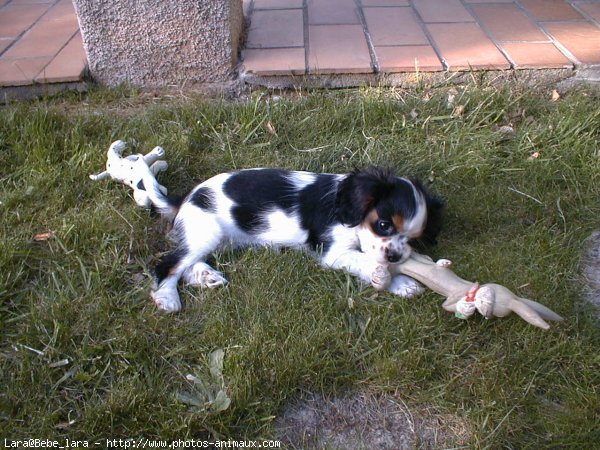 Photo de Cavalier king charles spaniel