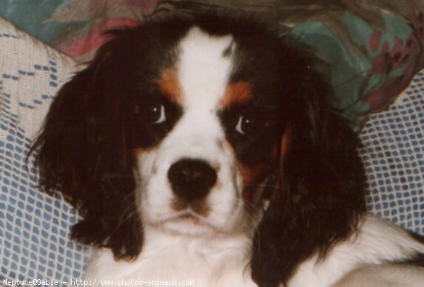 Photo de Cavalier king charles spaniel