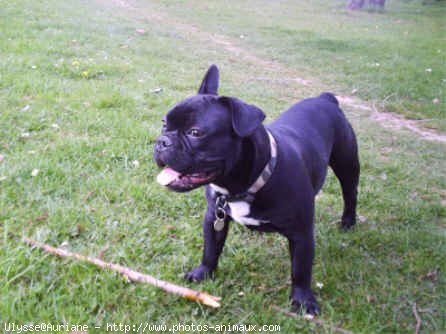 Photo de Bouledogue franais