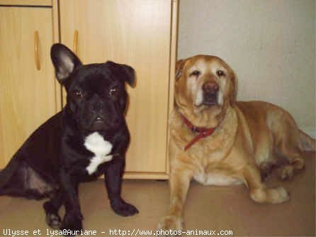 Photo de Bouledogue franais