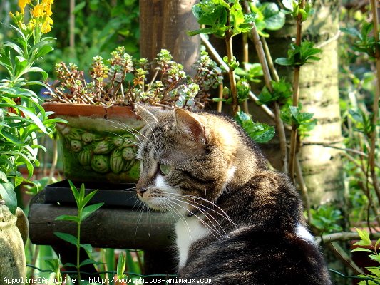 Photo de Chat domestique