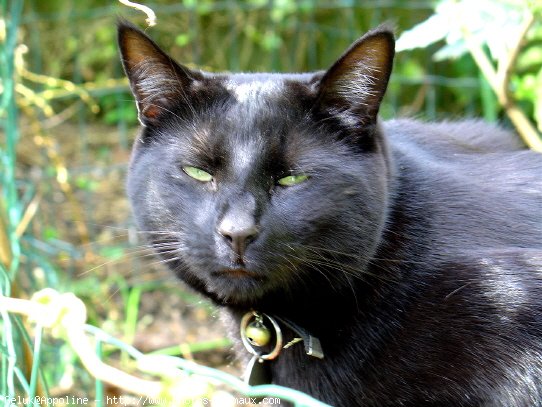 Photo de Chat domestique