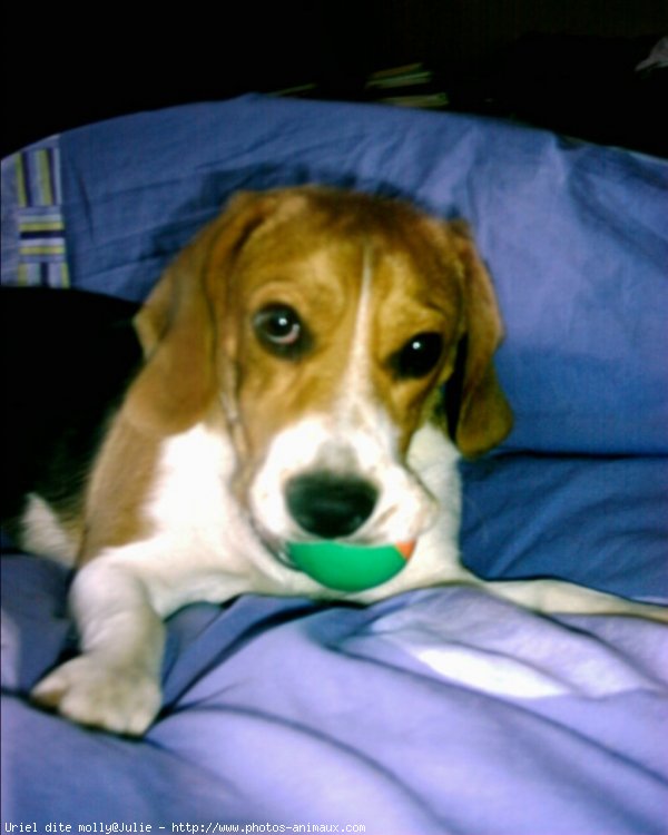 Photo de Beagle