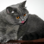 Photo de British shorthair