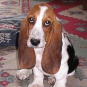 Photo de Basset hound