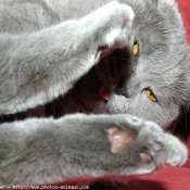 Photo de British shorthair