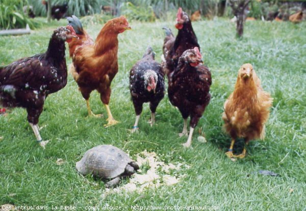 Photo de Poule