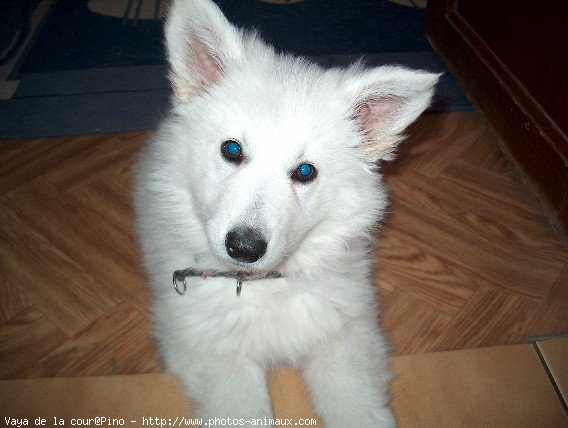 Photo de Berger blanc suisse