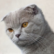 Photo de Scottish fold