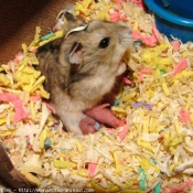 Photo de Hamster