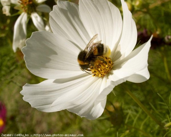 Photo d'Abeille