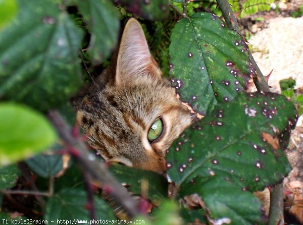 Photo de Chat domestique