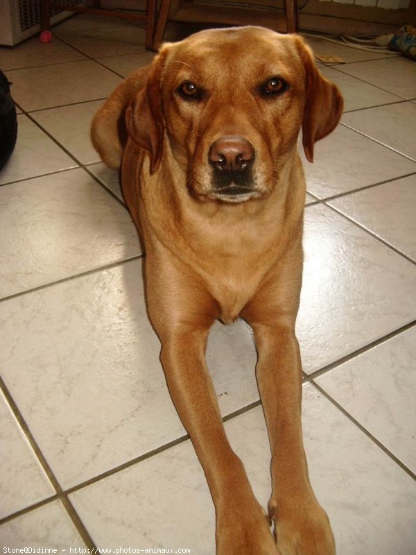 Photo de Labrador retriever