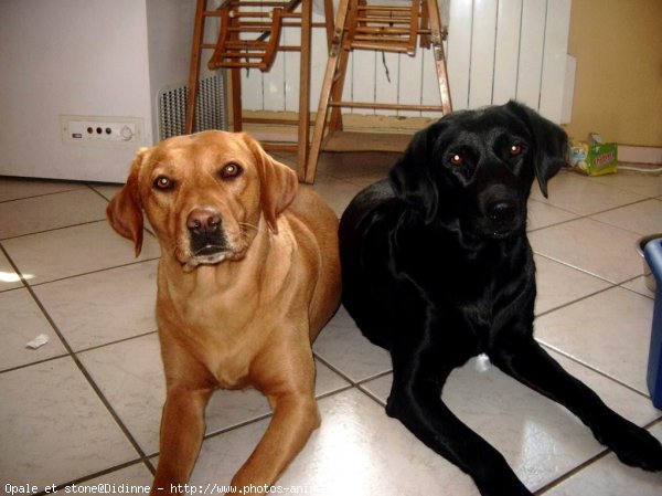 Photo de Labrador retriever