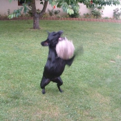 Photo de Labrador retriever